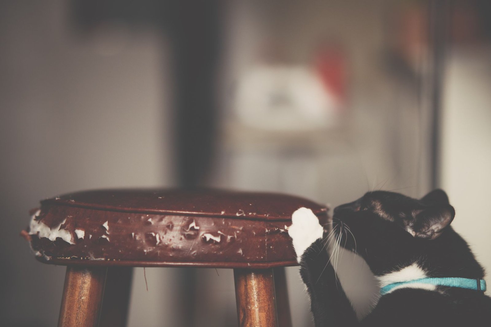 Gato arañando un taburete de madera dentro de casa