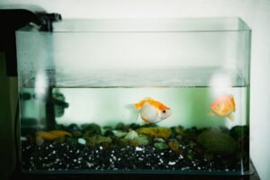 Dos peces dorados nadando en un acuario doméstico con grava de colores