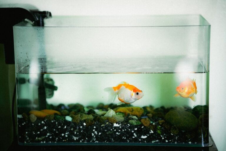 Dos peces dorados nadando en un acuario doméstico con grava de colores