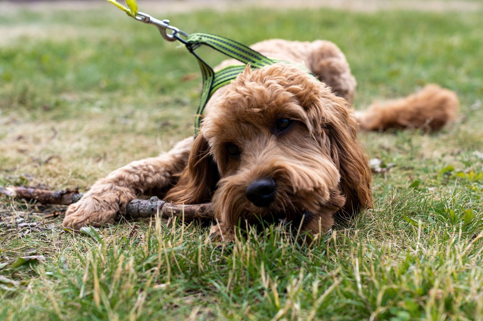 Perro tumbado en la hierba con un arnés de paseo puesto