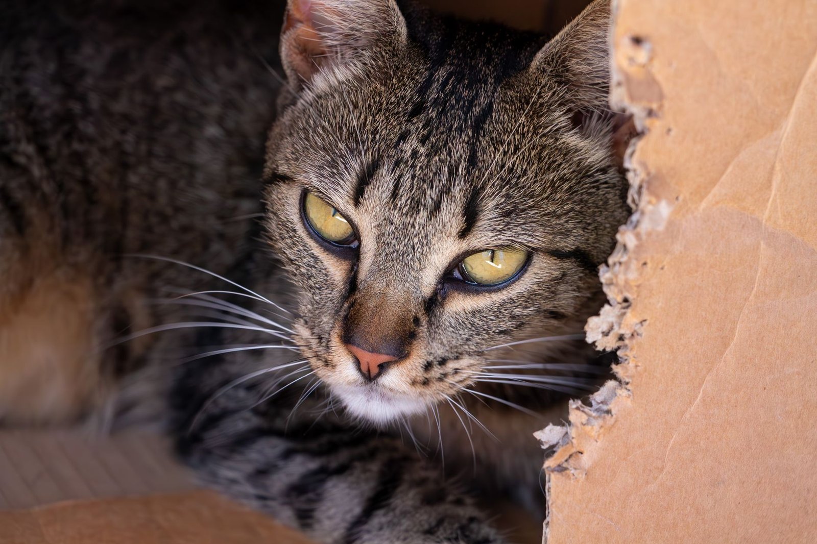 Gato atigrado acurrucado dentro de una caja de cartón