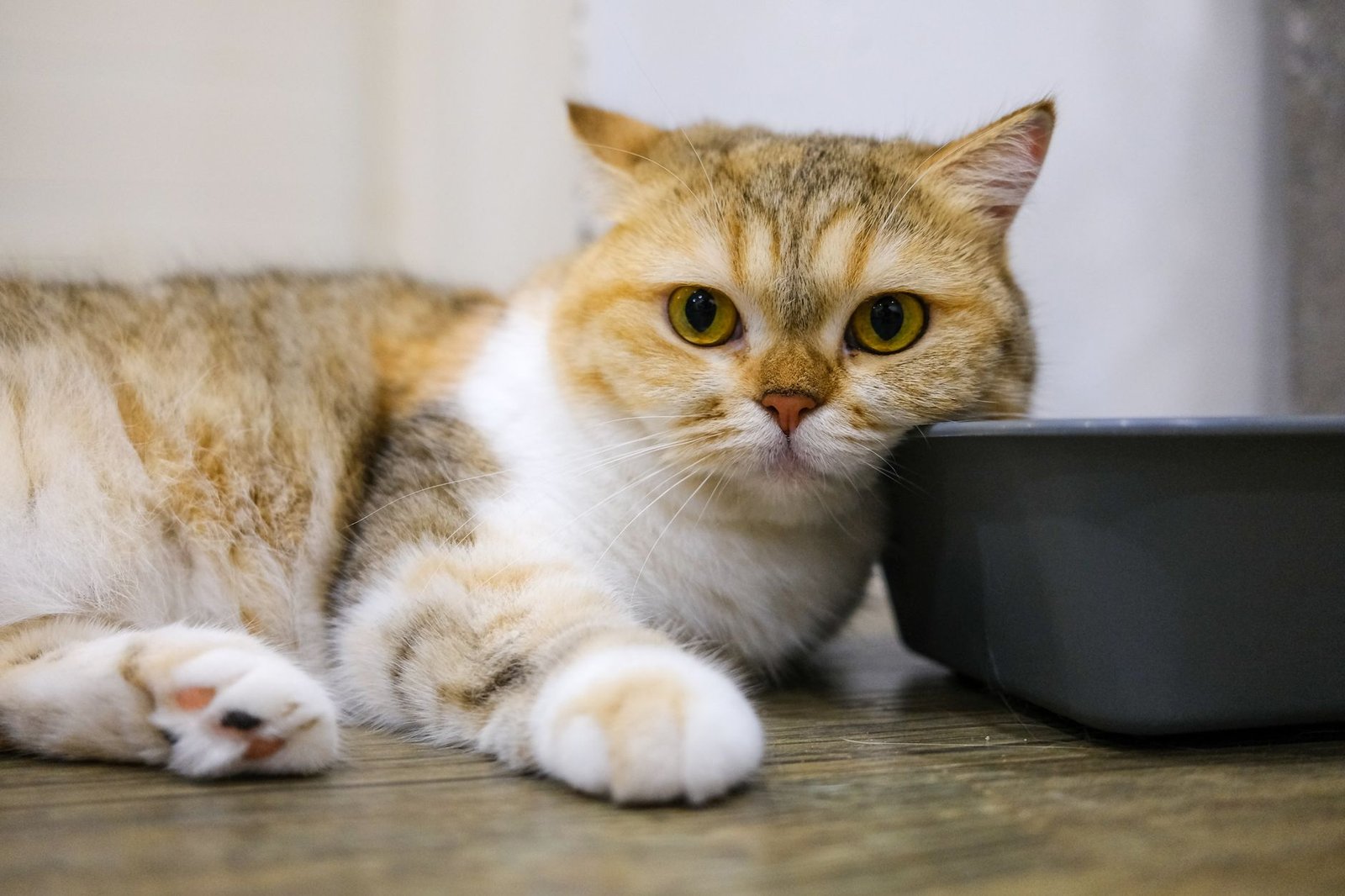 Gato de pelo largo tumbado en el suelo de una vivienda