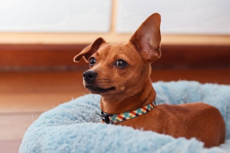 Perro pequeño tumbado dentro de una cama mullida tipo nido