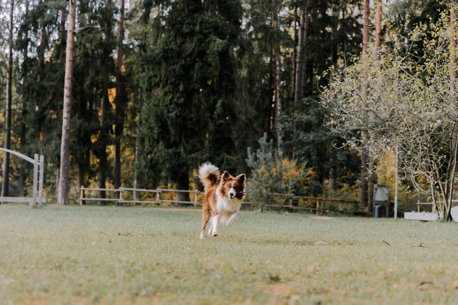 Border collie corriendo con energía por un parque de hierba