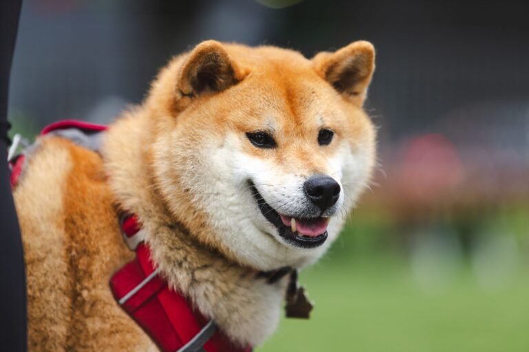 Perro de raza Shiba Inu con un arnés rojo en un parque