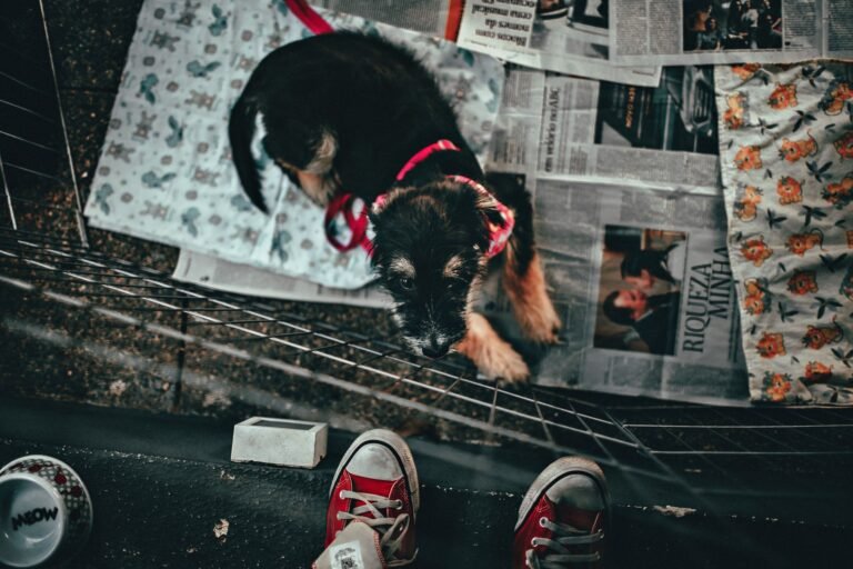 Perro negro dentro de un parque para cachorros visto desde arriba