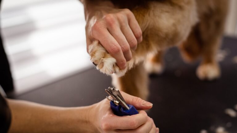Primer plano de una pata de perro mientras le cortan las uñas con tijeras de cuidado