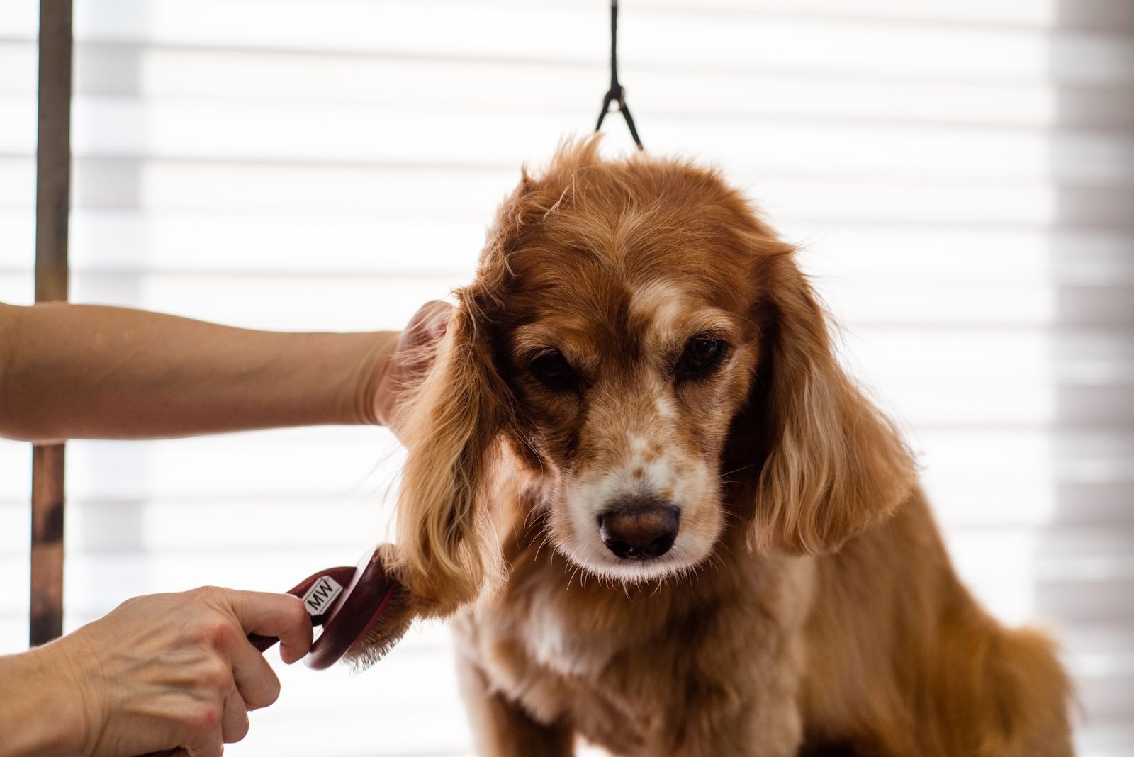 Perro Cocker Spaniel de pelo largo recibiendo cepillado profesional