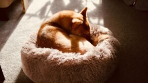 Perro Shiba Inu durmiendo acurrucado en su cama mullida