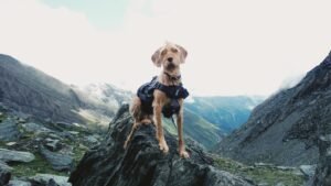 Perro con arnés explorando un entorno de montaña rocoso