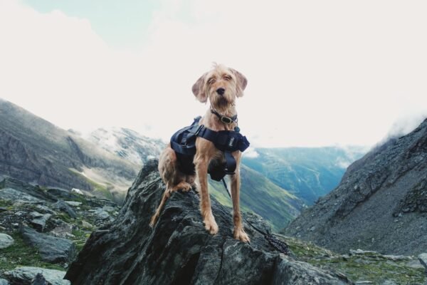 Perro con arnés explorando un entorno de montaña rocoso