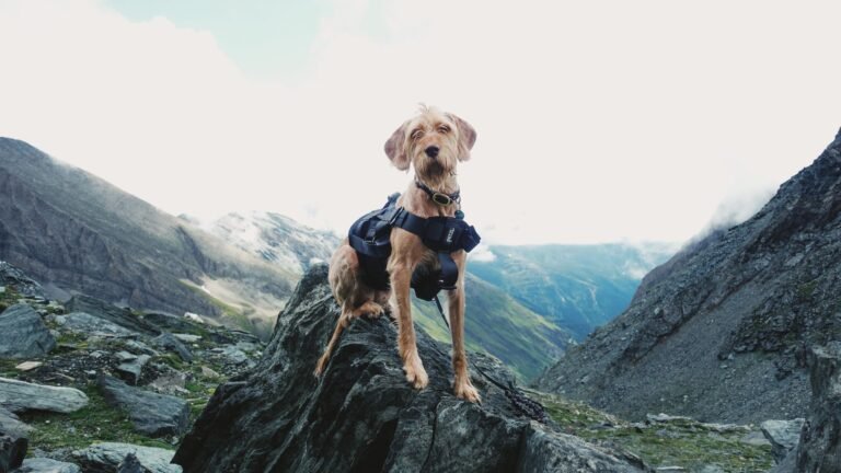 Perro con arnés explorando un entorno de montaña rocoso