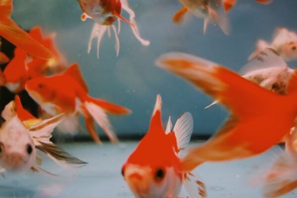 Pez dorado brillante nadando en un acuario de agua clara