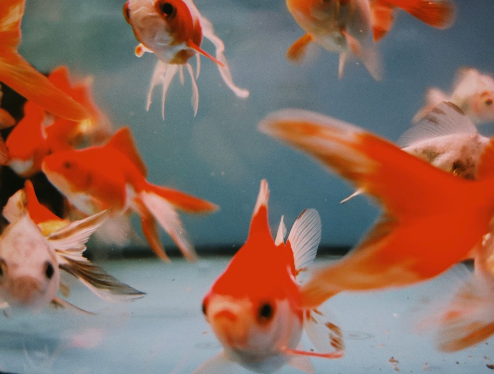 Pez dorado brillante nadando en un acuario de agua clara