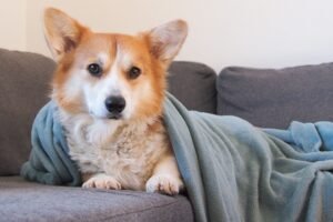Corgi envuelto en una manta sobre un sofá