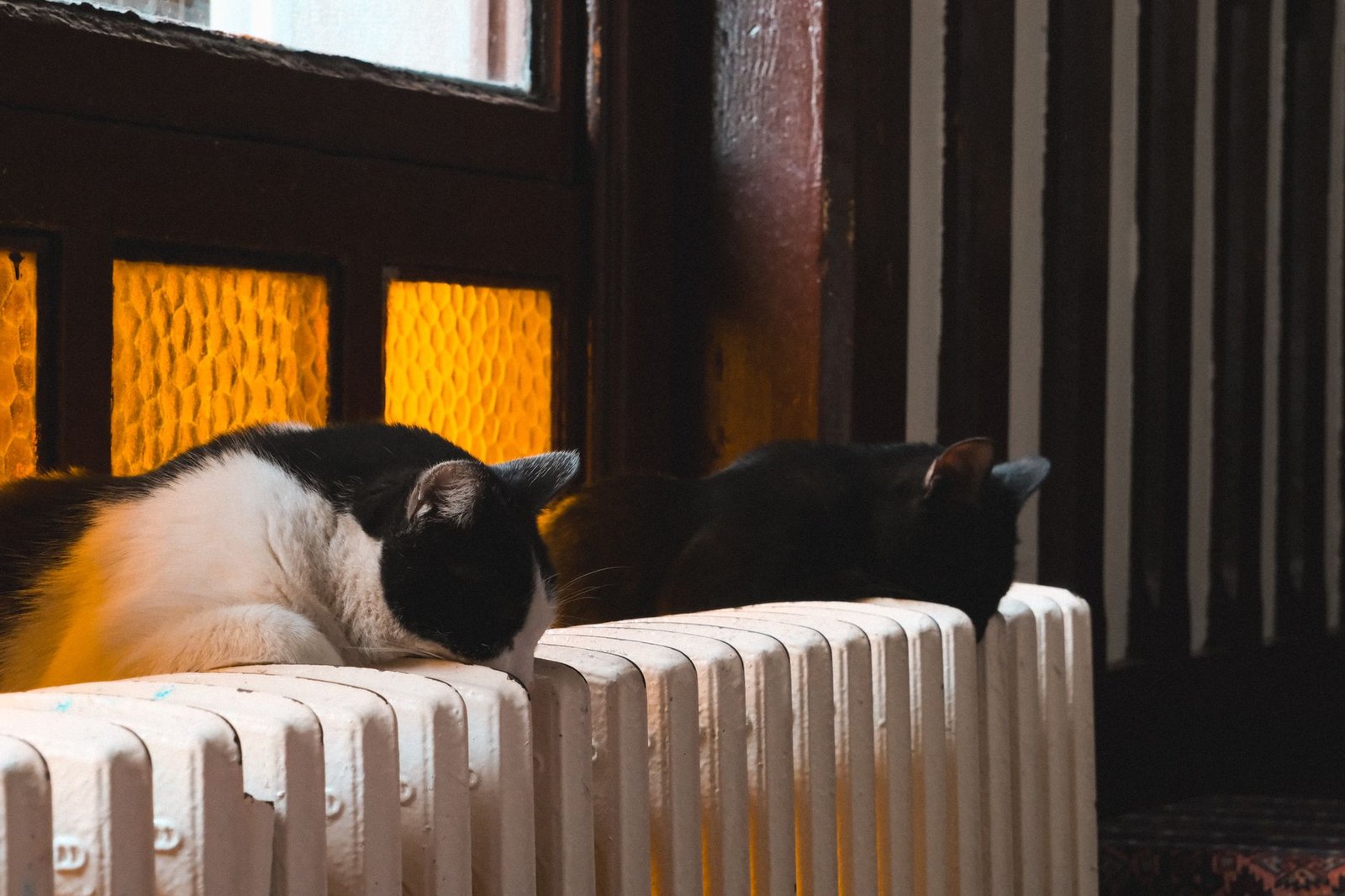 Dos gatos descansando sobre un radiador para entrar en calor