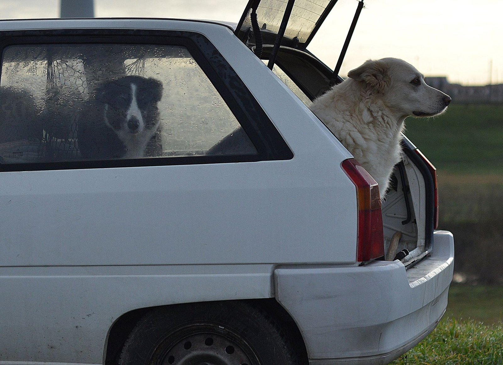 Perro en el maletero del coche con barrera de seguridad