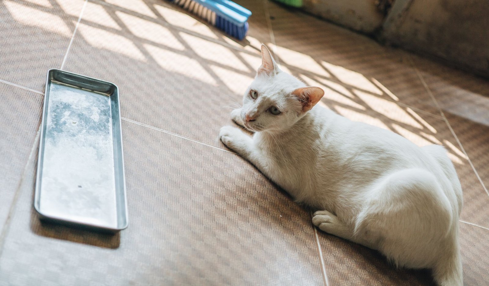 Gato blanco descansando sobre un suelo de baldosa iluminado por el sol