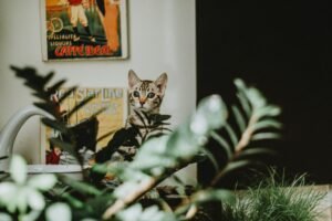 Gato asomándose entre plantas de interior, en sintonía con el origen vegetal de este tipo de arena