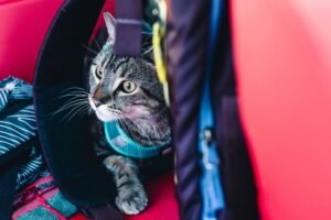 Gato asomando desde una mochila de transporte tipo burbuja
