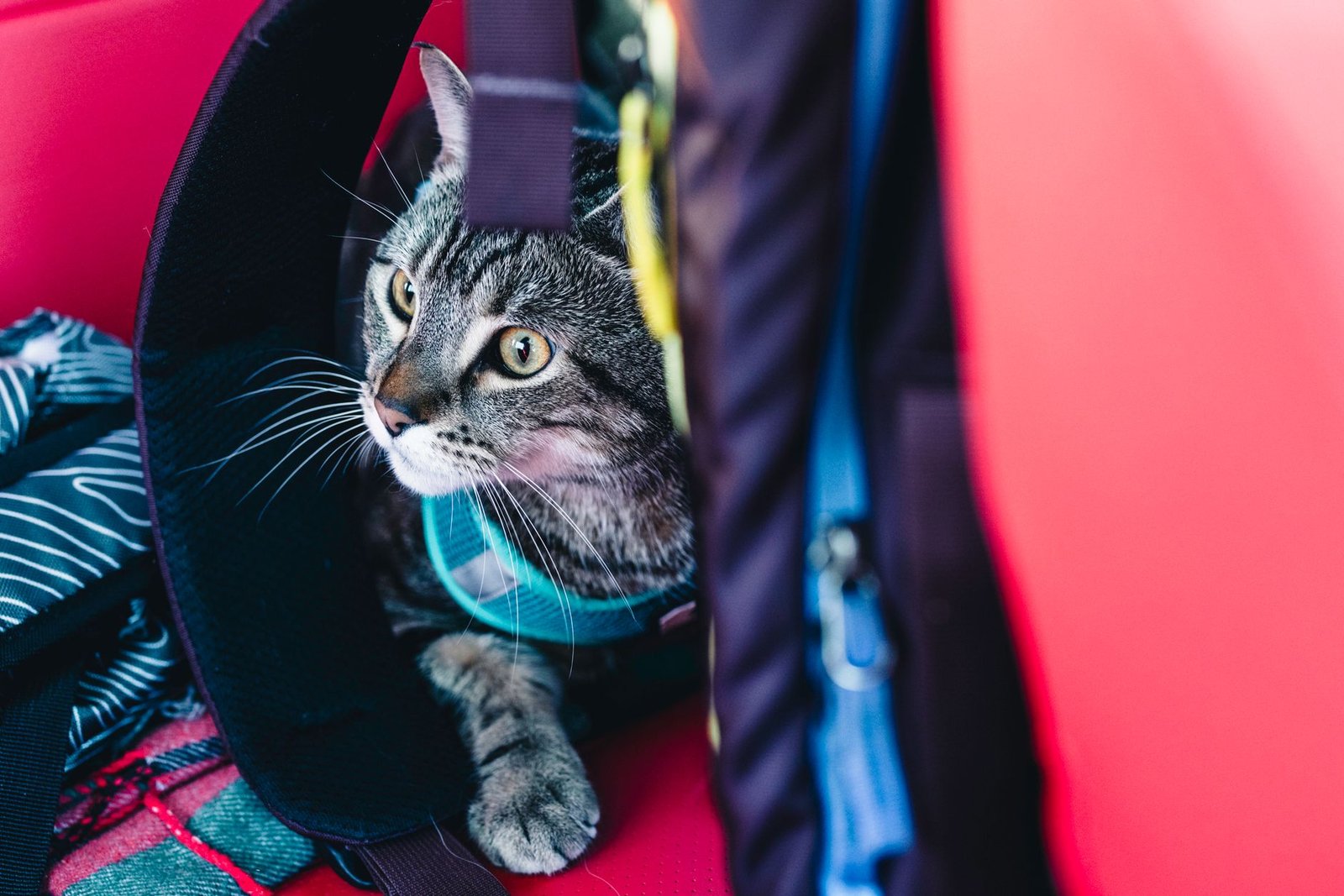 Gato asomando desde una mochila de transporte tipo burbuja