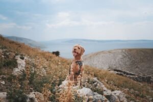 Perro con arnés de paseo mirando el paisaje en una colina junto al mar