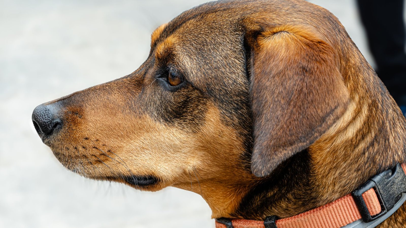 Primer plano de un perro marron con collar de paseo