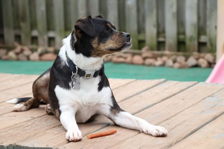 Perro tumbado en una terraza de madera con un premio masticable