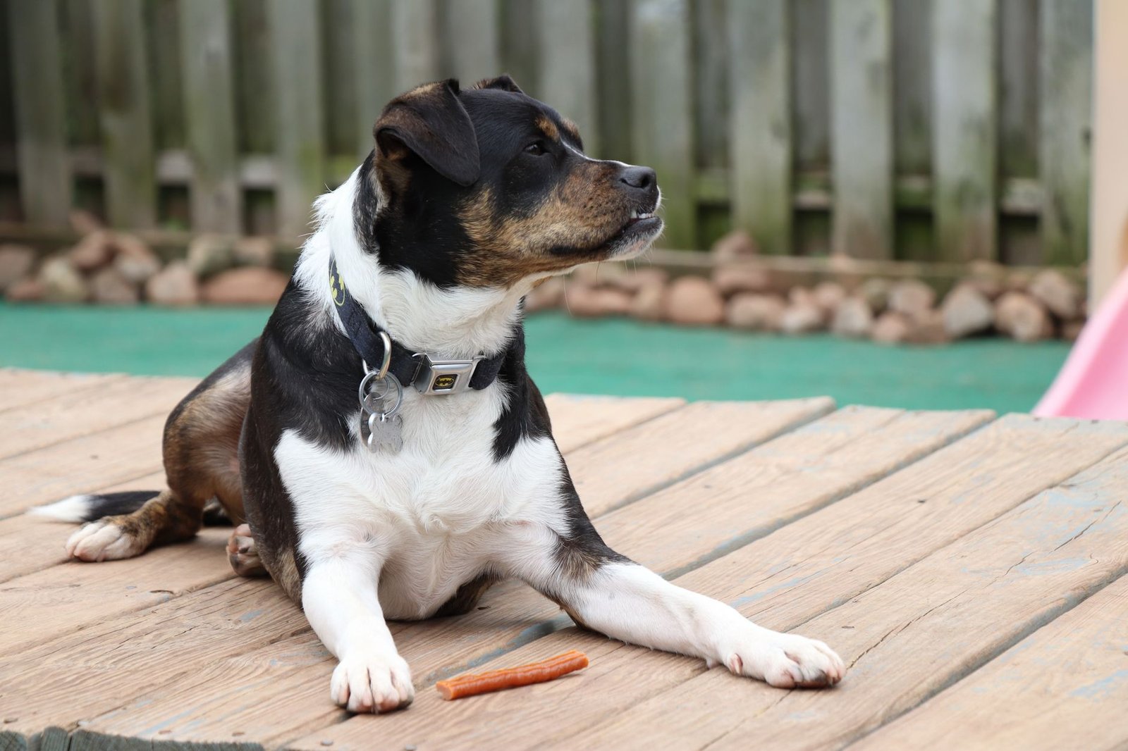 Perro tumbado en una terraza de madera con un premio masticable