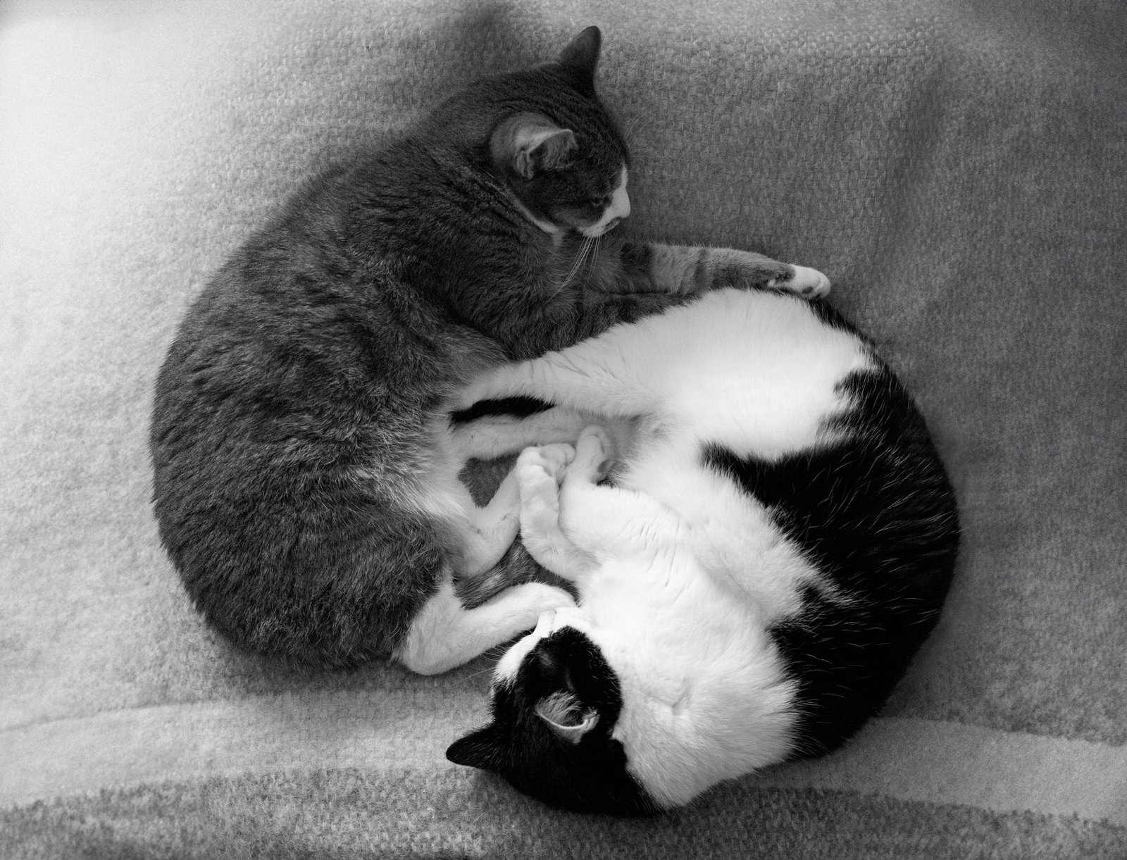 Dos gatos acurrucados juntos sobre una manta en el interior de una casa