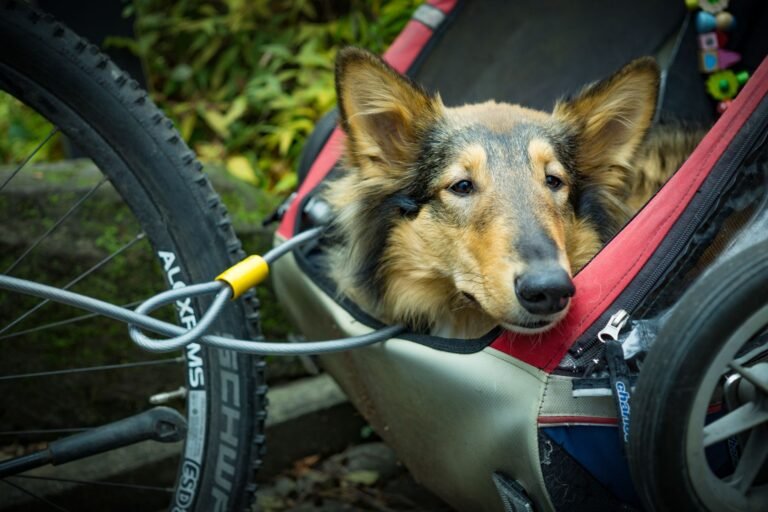 Collie descansando en un remolque de bicicleta entre vegetación