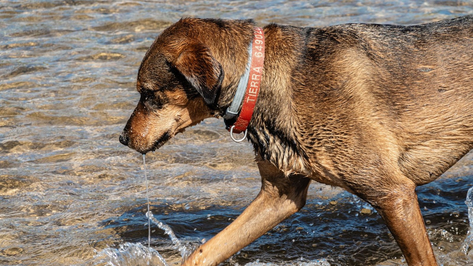 Perro caminando dentro del agua en la orilla de una playa