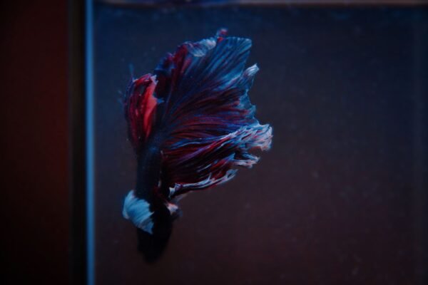 Pez betta de colores en un acuario pequeño, ejemplo de nano acuario que necesita temperatura estable