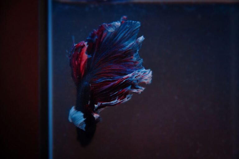 Pez betta de colores en un acuario pequeño, ejemplo de nano acuario que necesita temperatura estable