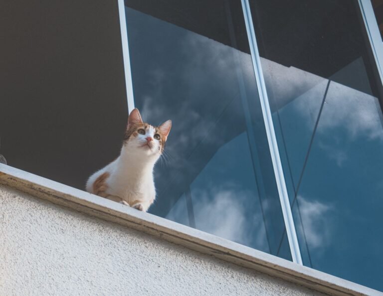 Gato atigrado sentado en el borde de un balcón sin red de protección