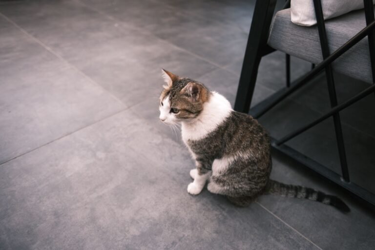 Gato atigrado sentado en un suelo de baldosa, el tipo de superficie donde suele colocarse el arenero