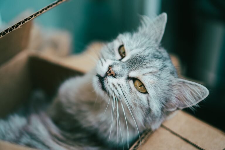 Gato gris asomando desde el interior de una caja cerrada, evocando intimidad y privacidad