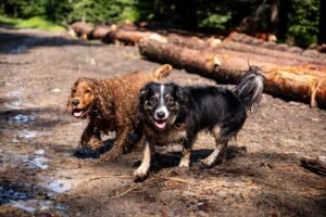 Dos perros corriendo por un claro embarrado del bosque