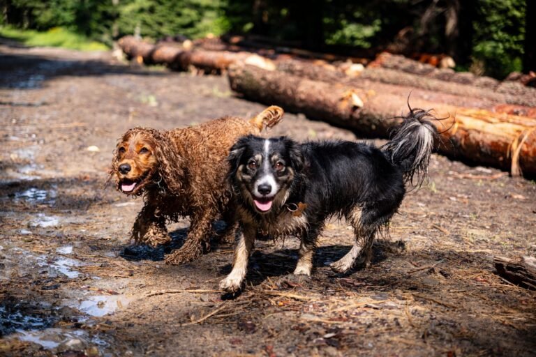 Dos perros corriendo por un claro embarrado del bosque