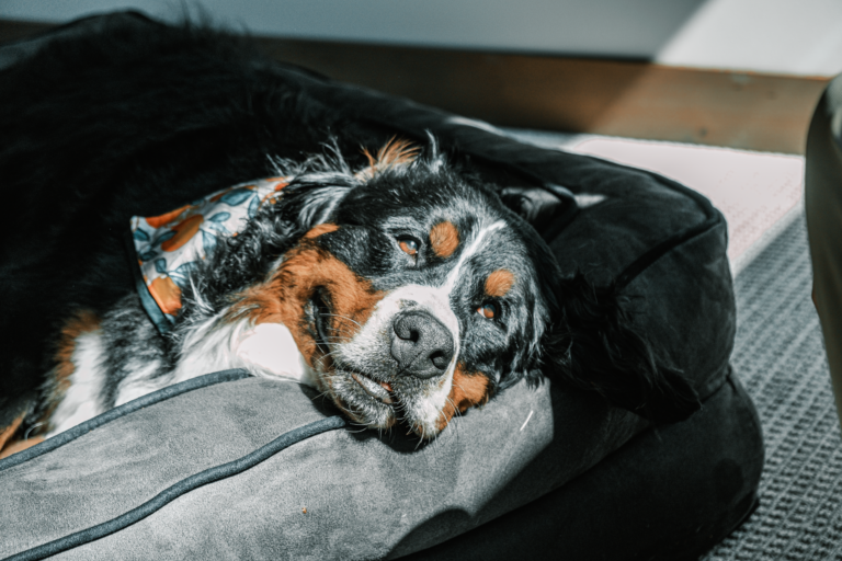 Perro grande de raza boyero de Berna descansando en una cama para perro