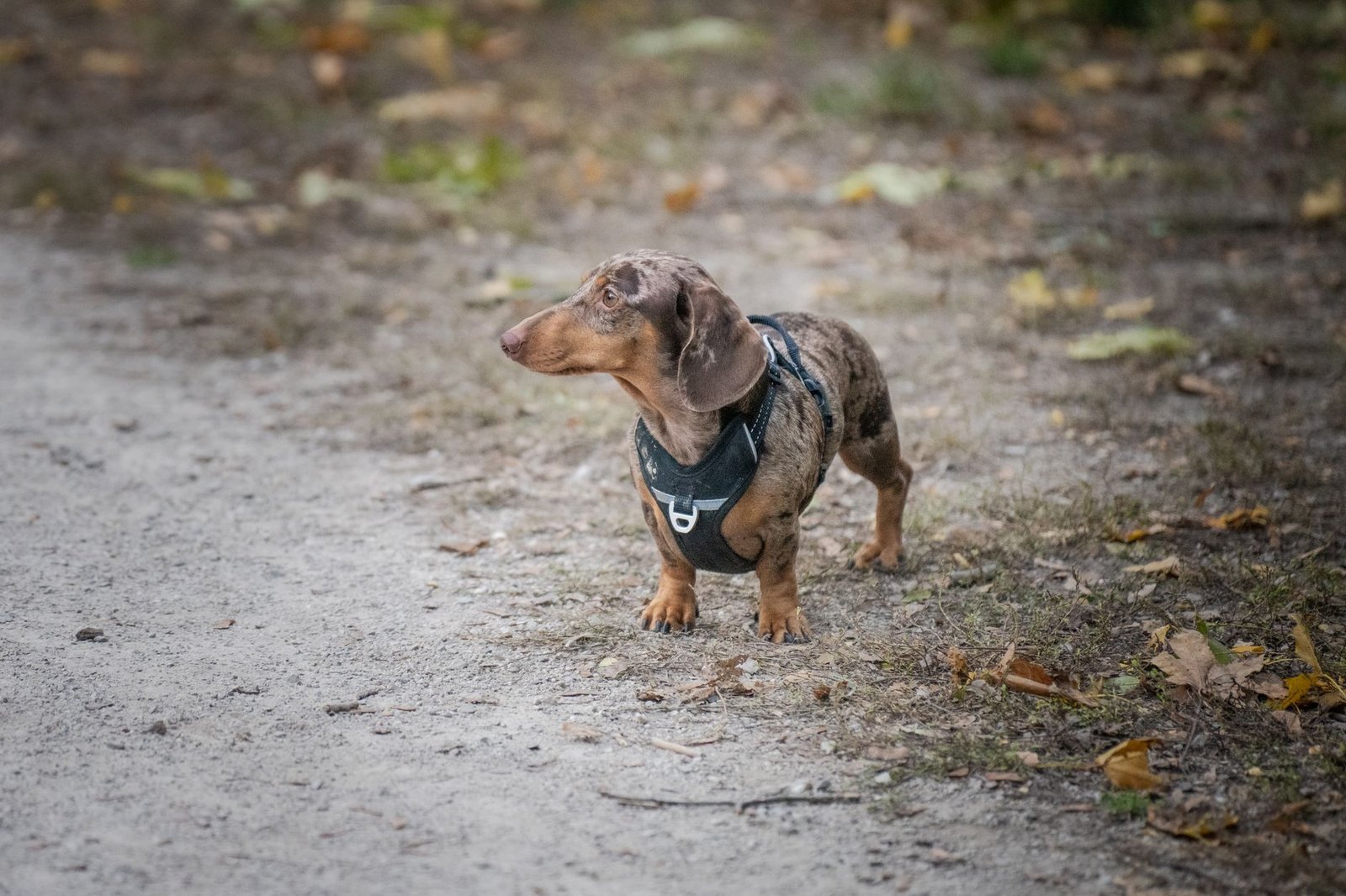Perro pequeño paseando con arnés en un camino exterior