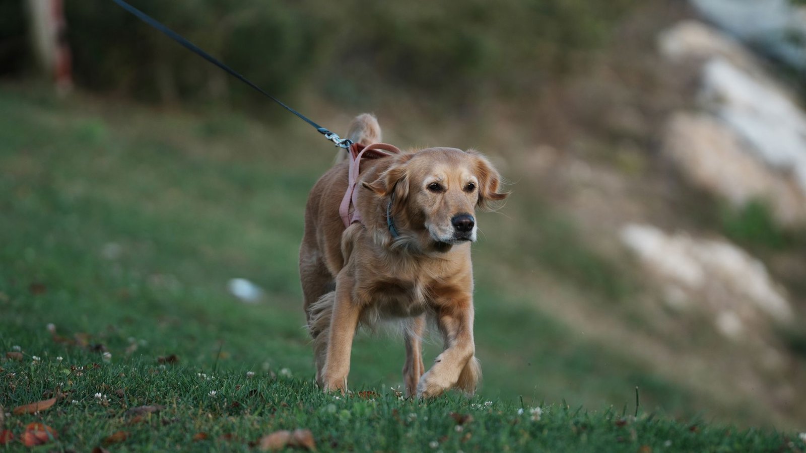 Perro paseando con correa por una colina de hierba