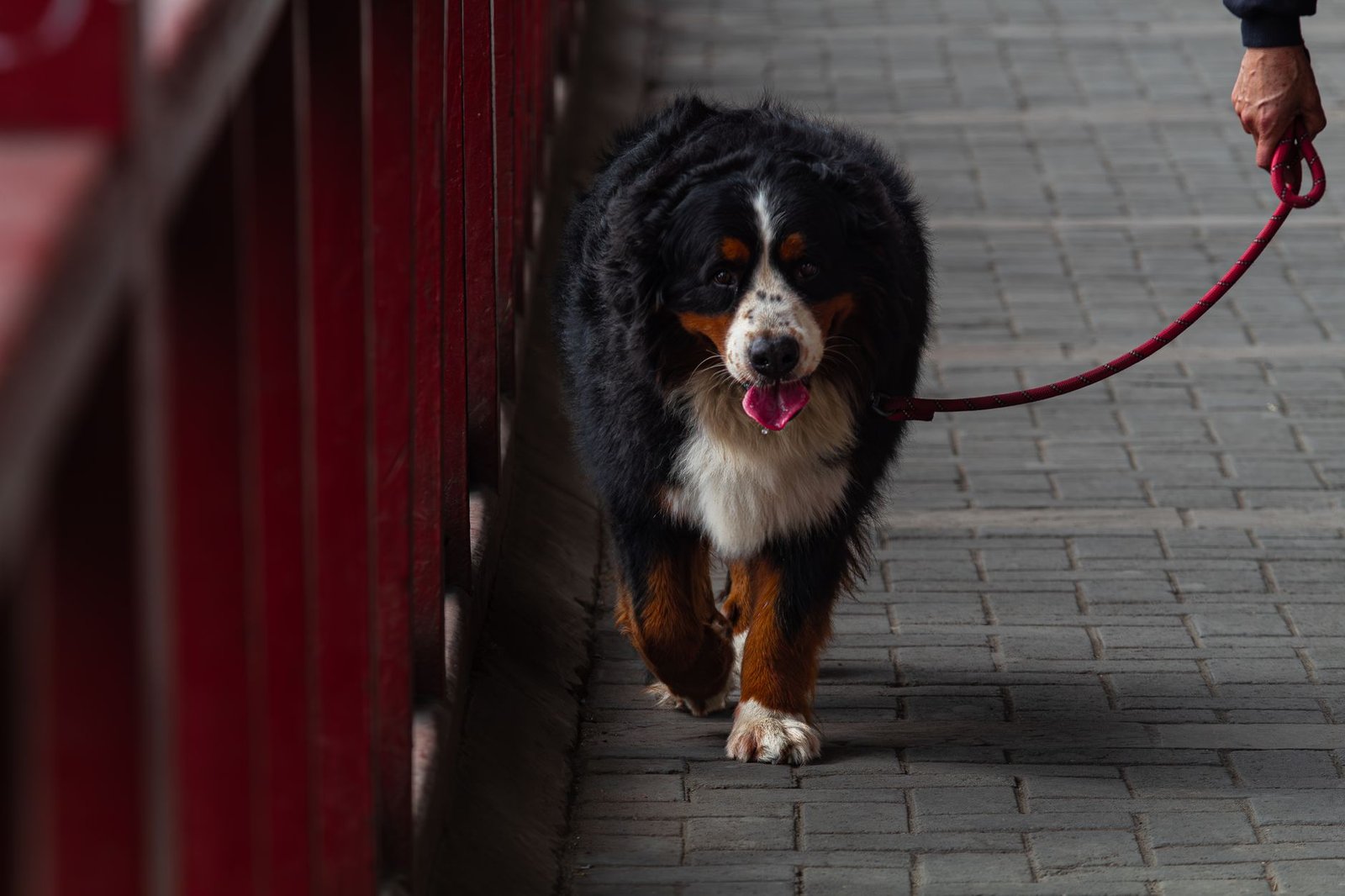 Perro paseando con correa junto a su dueño por un camino pavimentado