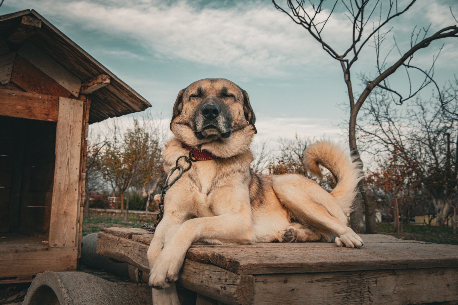 Perro descansando junto a una caseta de madera en el campo