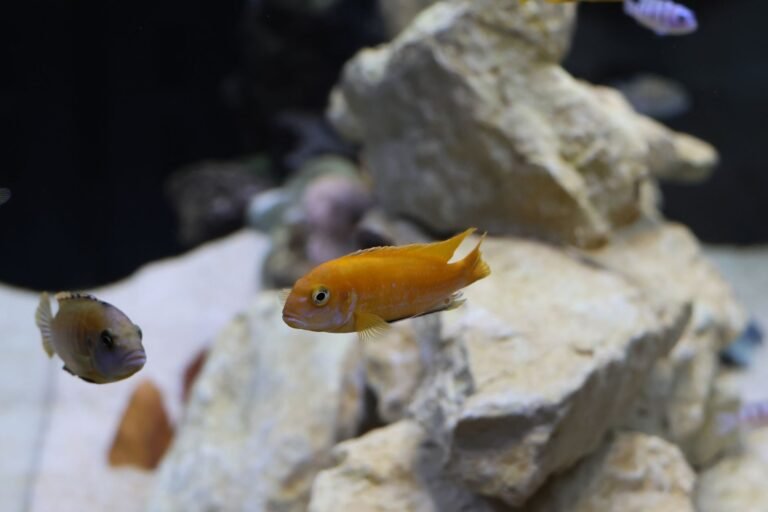 Filtro interno funcionando dentro de un acuario de agua dulce