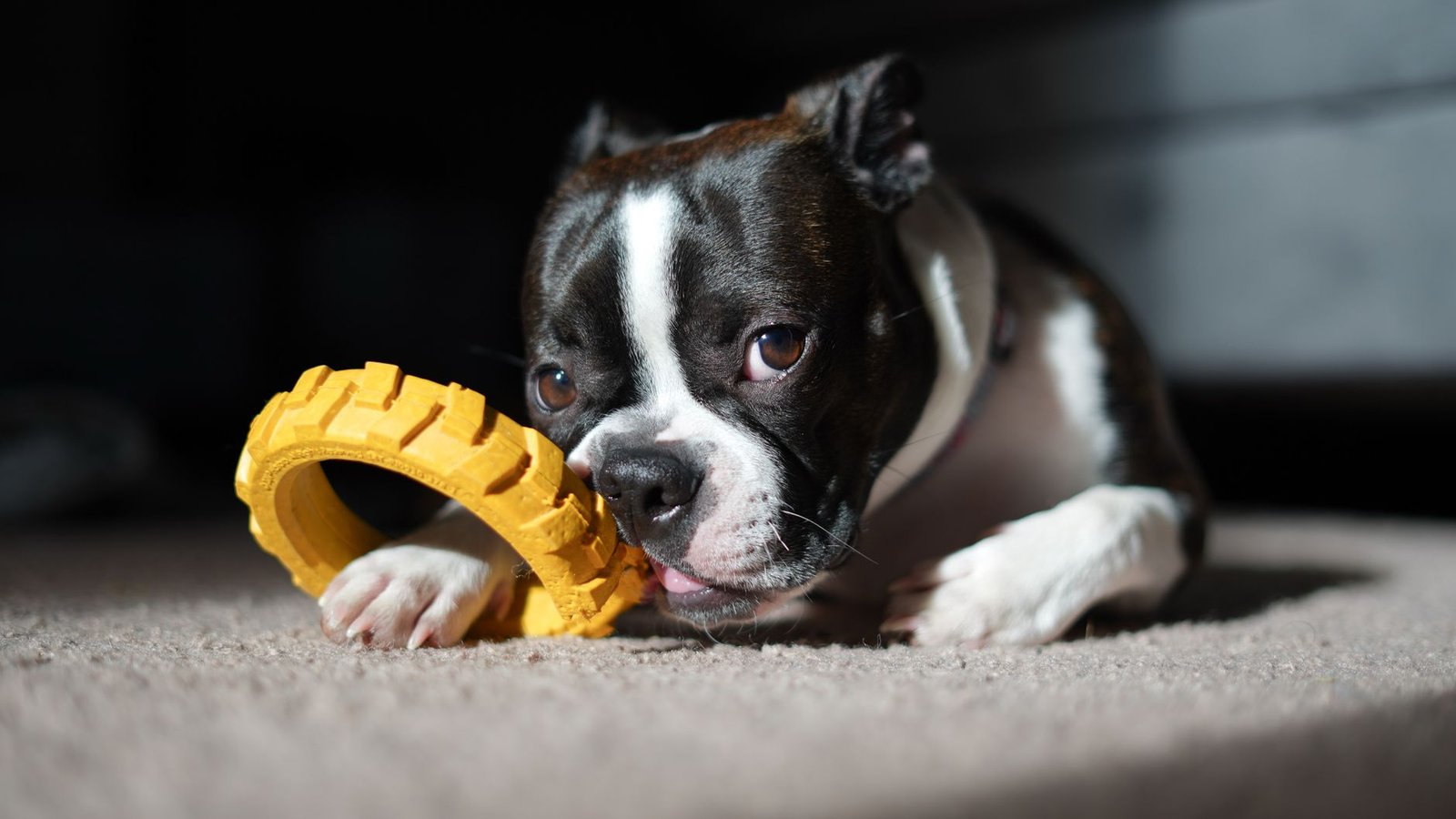 Cachorro de Boston Terrier jugando con un mordedor amarillo sobre una alfombra