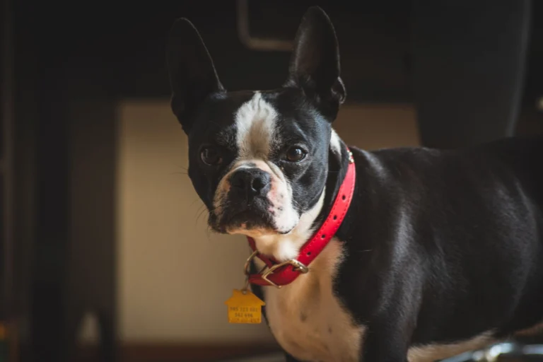 Primer plano de un perro con collar rojo, donde se puede sujetar un accesorio localizador