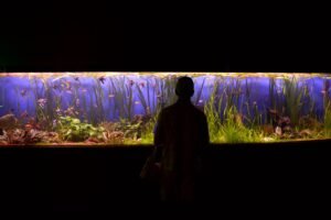 Persona junto a un gran acuario iluminado con plantas acuáticas