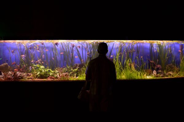 Persona junto a un gran acuario iluminado con plantas acuáticas