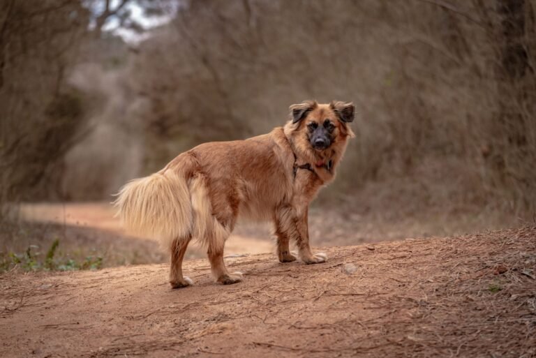Perro caminando solo por un sendero de bosque
